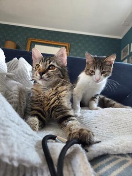 Mila & Maxi suchen gemeinsam ein Zuhause