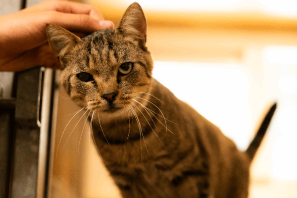 BALOU (RESERVE) A17523