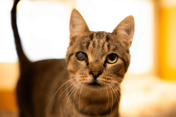 BALOU (RESERVE) A17523