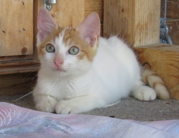 KIMY