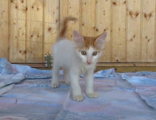 KIKO