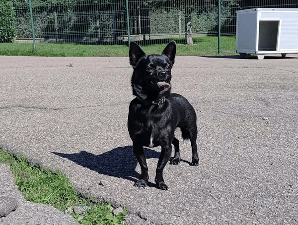 PACO
