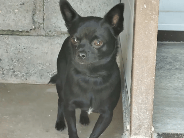PACO