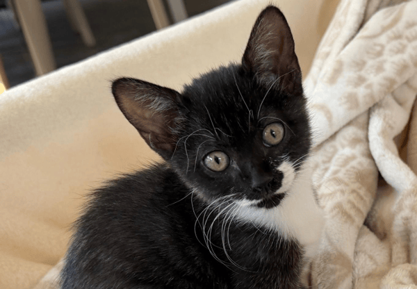 XENA
