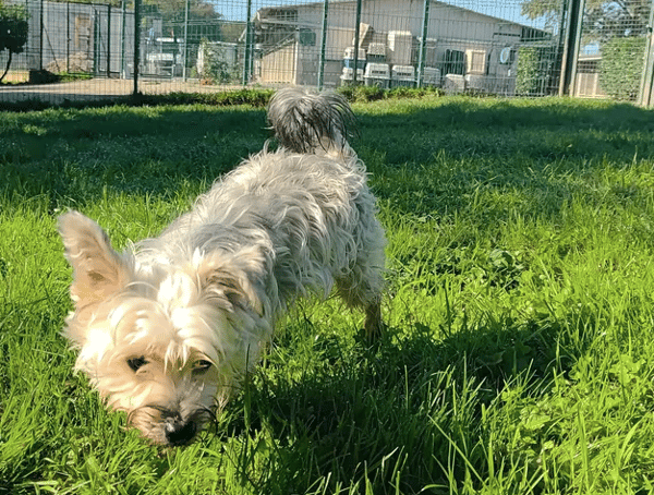 AMOS