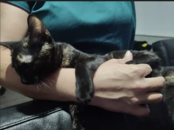 BASTET