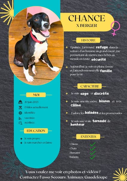 Chance, une compagne adorable