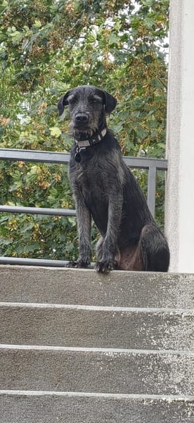 DRAKE, mâle junior, Berger Créole  La bonne patte !