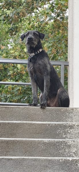 DRAKE, mâle junior, Berger Créole  La bonne patte !