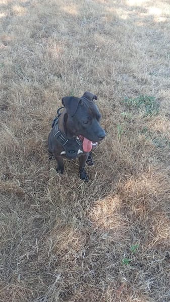 KOBA