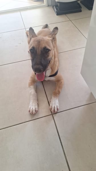 Isis la mini croisée malinoise