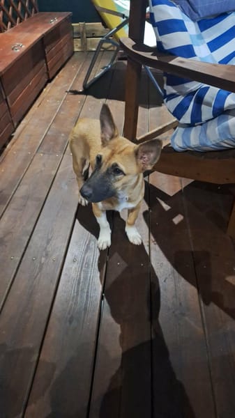 Isis la mini croisée malinoise