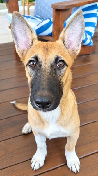 Isis la mini croisée malinoise