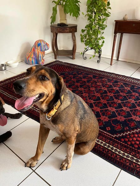 Mama, Femelle, X Berger, née le 25/08/2024 🐶