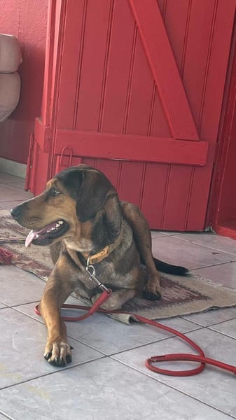Mama, Femelle, X Berger, née le 25/08/2024 🐶