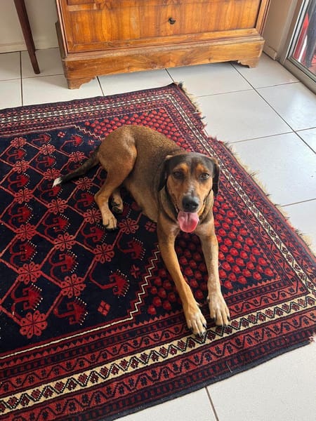 Mama, Femelle, X Berger, née le 25/08/2024 🐶