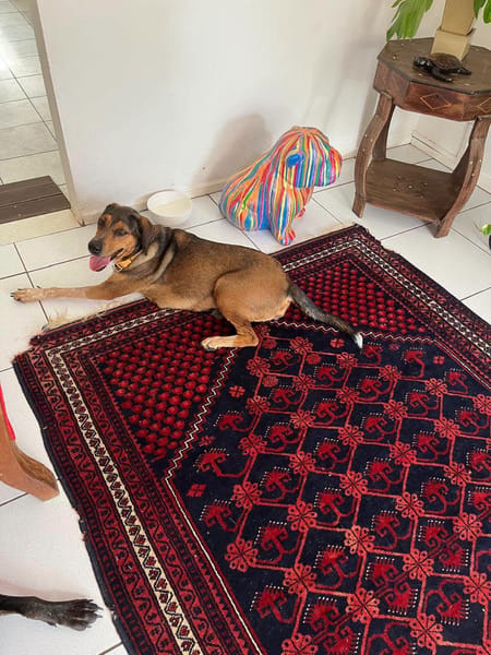 Mama, Femelle, X Berger, née le 25/08/2024 🐶