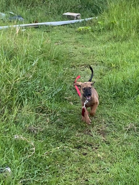 Zelda, Femelle, X Berger, née le 15/07/2026 🐶