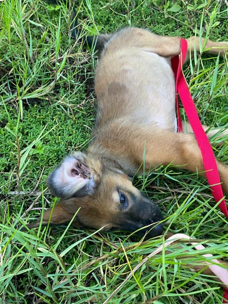 Zelda, Femelle, X Berger, née le 15/07/2026 🐶