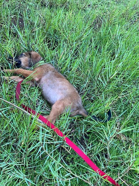 Zelda, Femelle, X Berger, née le 15/07/2026 🐶