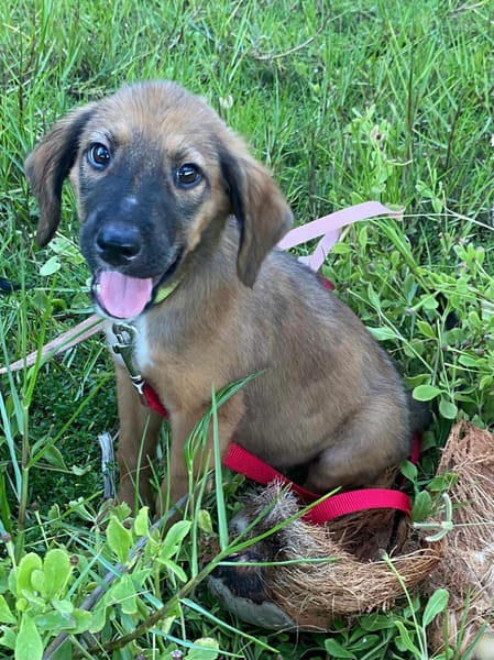 Zelda, Femelle, X Berger, née le 15/07/2026 🐶
