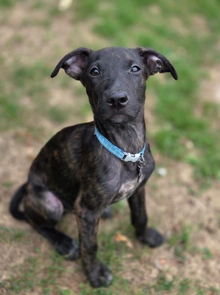 Kumo, Mâle, X Berger, né le 15/05/2026 🐶