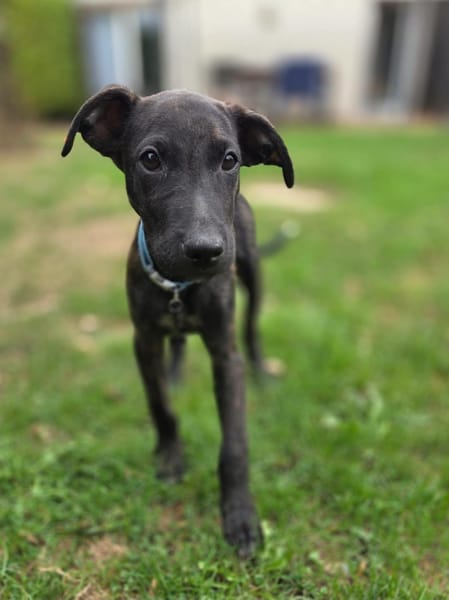 Kumo, Mâle, X Berger, né le 15/05/2026 🐶