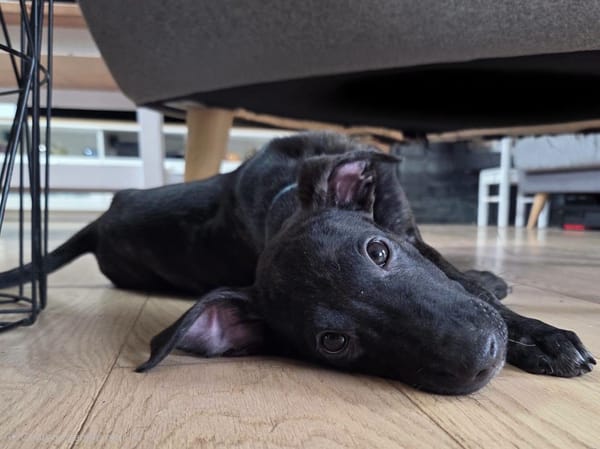 Kumo, Mâle, X Berger, né le 15/05/2026 🐶