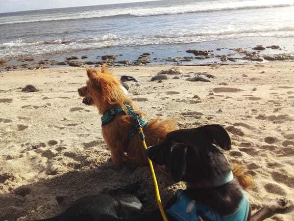 Ébène & Lenny