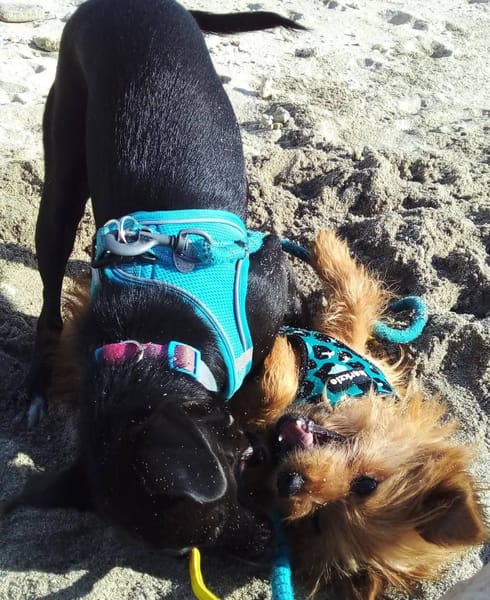 Ébène & Lenny