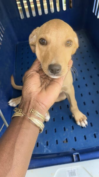 Asco, Mâle, X Berger, né le 01/06/2026 🐶