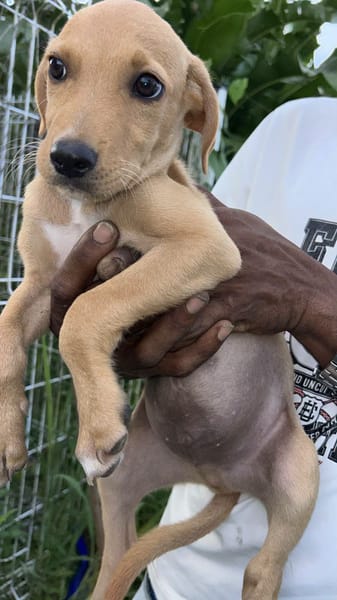 Asco, Mâle, X Berger, né le 01/06/2026 🐶