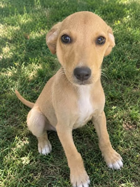 Asco, Mâle, X Berger, né le 01/06/2026 🐶