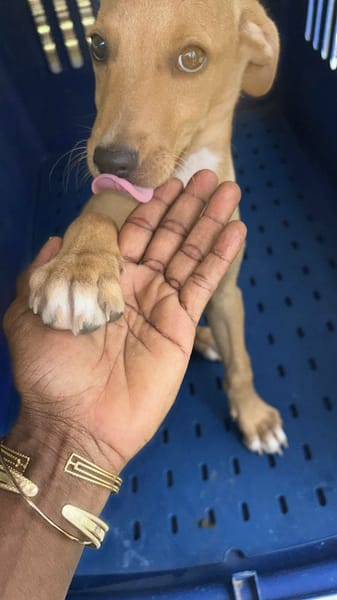 Asco, Mâle, X Berger, né le 01/06/2026 🐶
