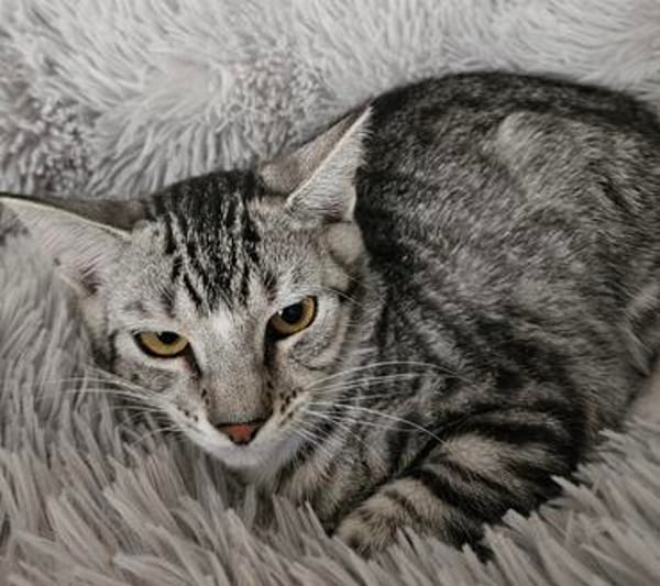 Lilly