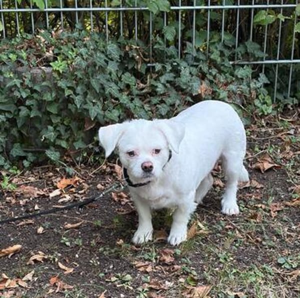 Susy kleine Mixhündin 6-8 Jahre in 72762 Reutlingen