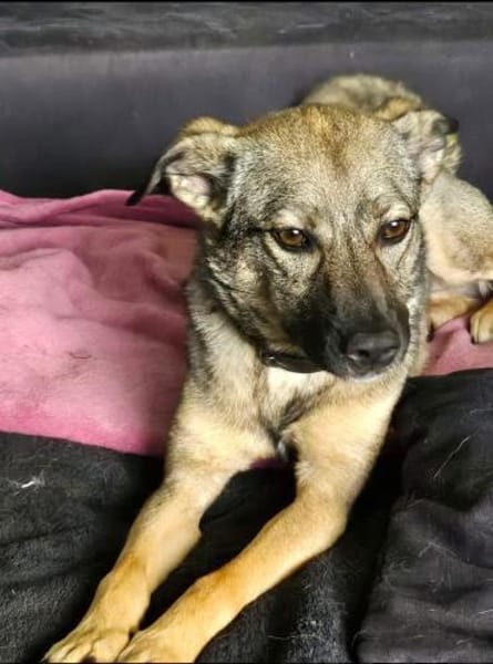 Honey sucht Hundekenner mit Herz