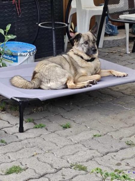 Honey sucht Hundekenner mit Herz