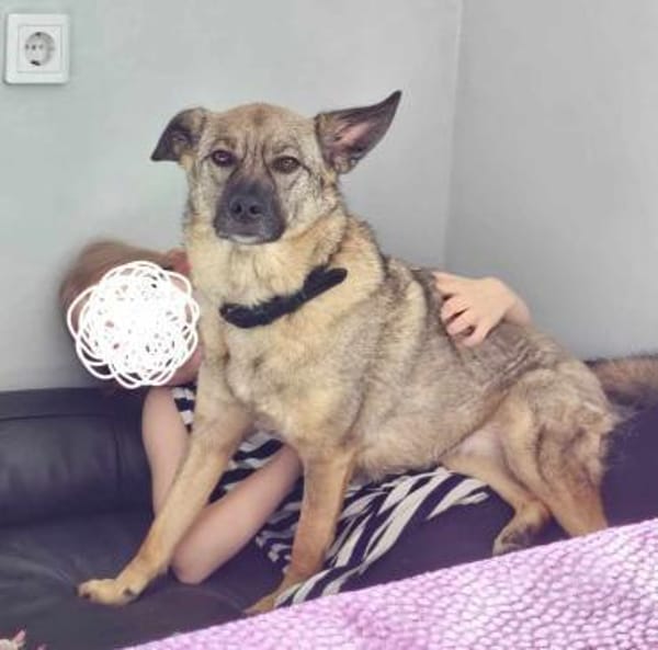 Honey sucht Hundekenner mit Herz