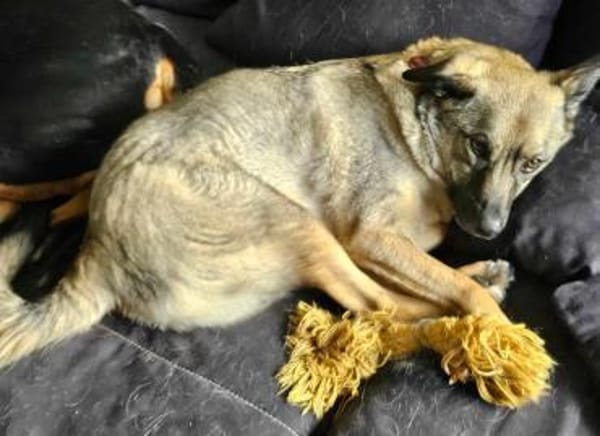 Honey sucht Hundekenner mit Herz