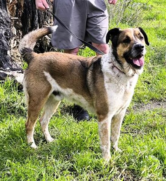 GOLFO möchte dein Leben bereichern