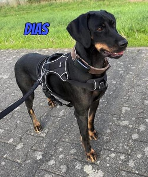 Dias, 03/25 - sportlicher Rüde wartet in 40789 Monheim