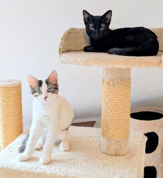 Bluey & Nouar suchen ihr gemeinsames Zuhause