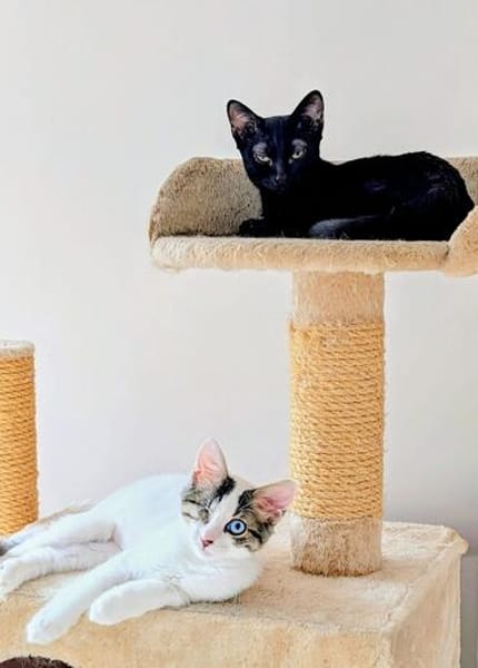Bluey & Nouar suchen ihr gemeinsames Zuhause
