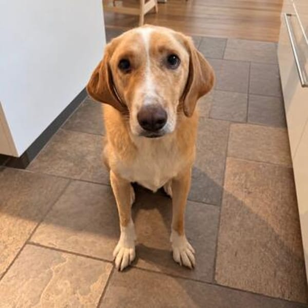 Sheldon, geb. ca. 11/2023, 47652 Weeze