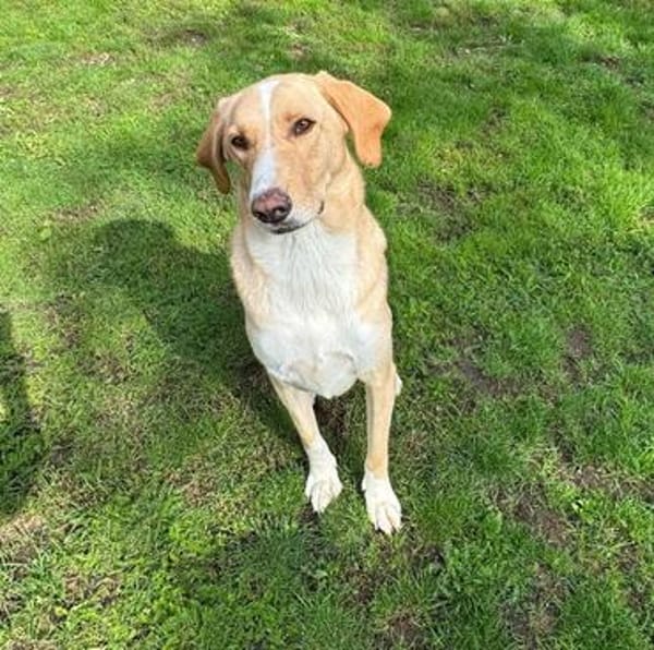 Sheldon, geb. ca. 11/2023, 47652 Weeze