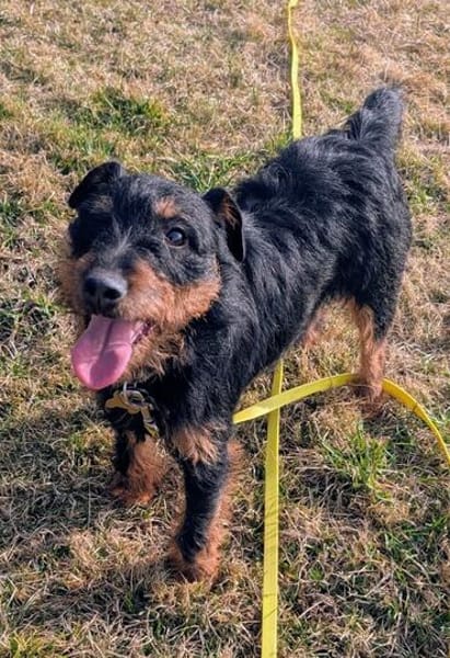 Aktive Jagdterrier Hündin FREYA
