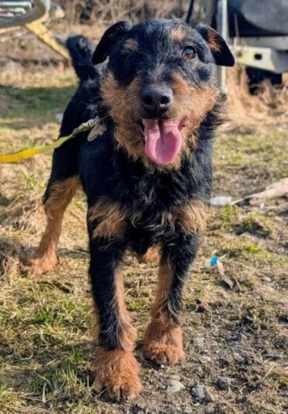 Aktive Jagdterrier Hündin FREYA