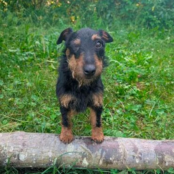 Aktive Jagdterrier Hündin FREYA