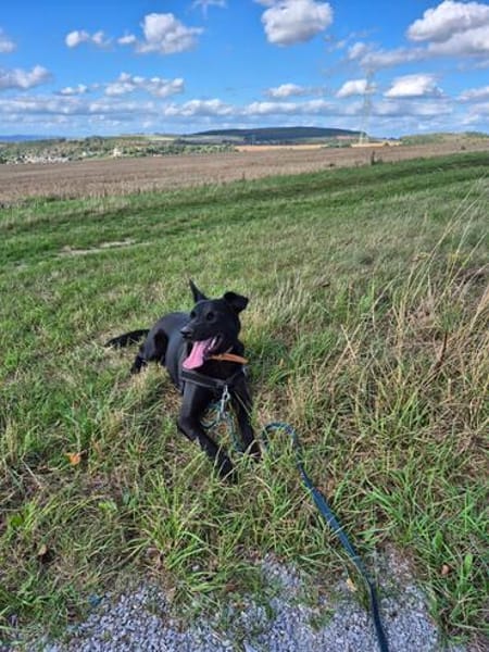 ROCKY - aufgeschlossen, quirlig und immer interessiert